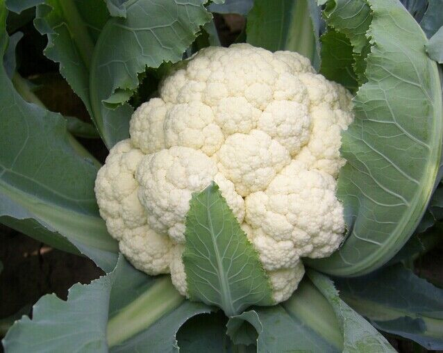 ��Ҭ����Ҫ�θ߮a������Ҫ��Ҭ�˿ƌWʩ�ʹ���