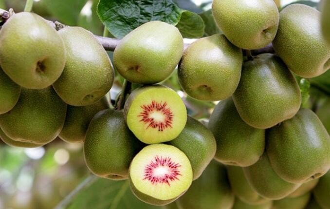 �J�������ӌ�(sh��)�F(xi��n)��(y��u)�|(zh��)�S�a(ch��n)������ڷۺ��P(gu��n)�I