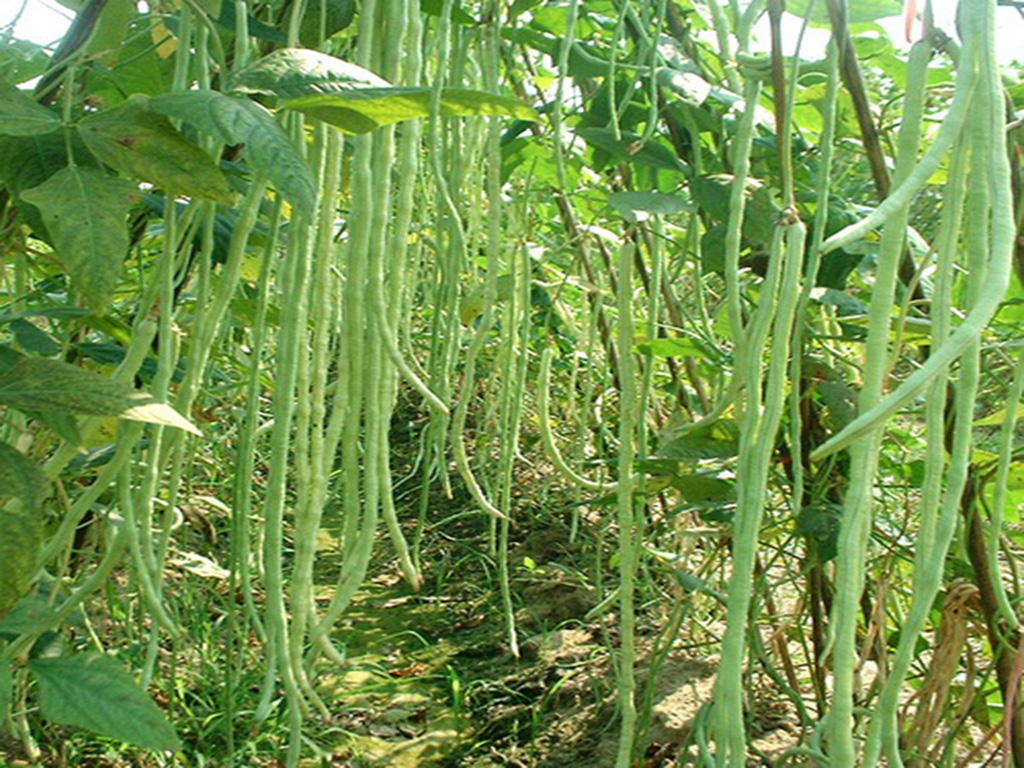 ʩ��ˮ�ܷʑ�(y��ng)ԓע����Щ���}��ʩ��ˮ�ܷ�ע�����(xi��ng)��