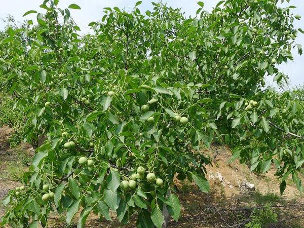 ���Ҙ�(sh��)��ֲ��������Щ�����Ҙ�(sh��)��ֲ���w���E��