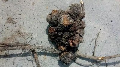 �Ҙ�(sh��)�������l(f��)���Y������Щ���Ҙ�(sh��)���������η�����