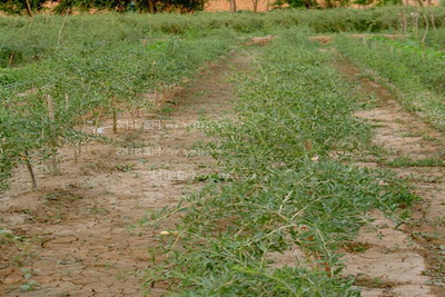 ȫ���r������ӡ�l2020�괺���絾�ƌW��ȼ��gָ����Ҋ