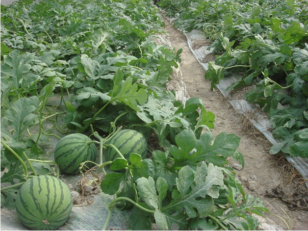 â��Ҫ���L�ú�����ʩ�ʣ�â���ƌWʩ�ʷ�����