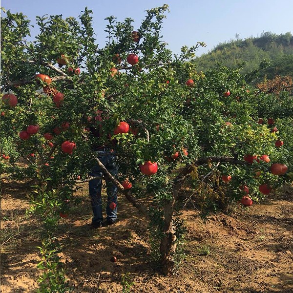 ʯ��ˮ�r�g��ʲô�r����ʯ�����N��ˮ���g���_��