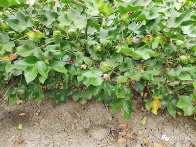 2020���޻��ش��x�����ؼ��g����