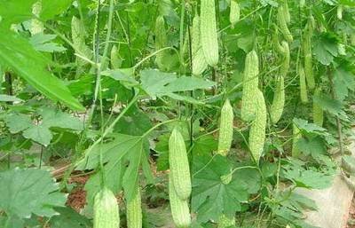 �����ôʩ�������ʩ��Ҫ�c����Щ��