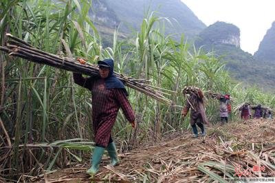 2020�������ᴺ�����a(ch��n)���g(sh��)ָ����Ҋ