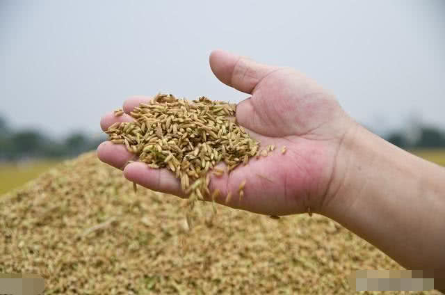 2020��|�������󶹼��gָ����Ҋ