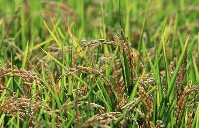 2020��|���؅^(q��)ˮ�����a(ch��n)���g(sh��)��Ҋ