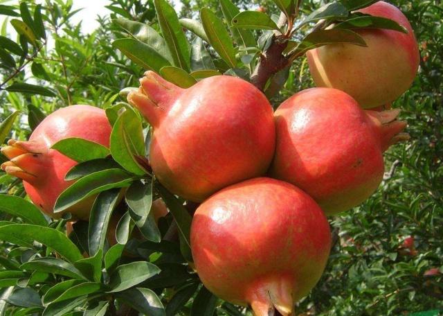 ʯ���ʩ�ʷ�����֪��ô��ʯ��ʩ�ʕr�g�ͷ�����