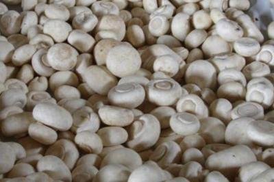 ��֪��Ģ����ԓ����ʩ��ô��Ģ��ʩ�ʼ��g��