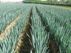 �Nֲ���[��(y��ng)ԓ����ʩ�������[ʩ�ʼ��g(sh��)��