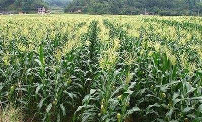 ����ʩ�ʵĸ��ѕr�g��ɶ�r�� զ��ʩЧ���ã�