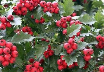 �Nֲɽ髑�(y��ng)ԓ����ʩ�ʣ�ɽ�ʩ�ʼ��g(sh��)��