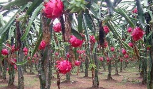 ������ԓ��ηNֲ�������E���������Nֲ���g�ܺ���