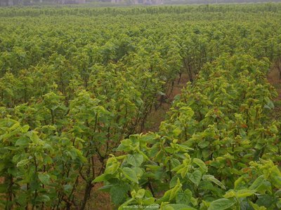 �Nֲɣ�䑪ԓ����ʩ�ʣ�ɣ��ʩ�ʼ��g��