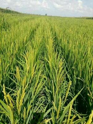 ˮ������ʩ�ʑ�ԓ��ʲô�ʣ�ˮ��ʩ���~��ʵķN�