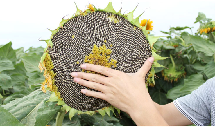 �Nֲ���տ���(y��ng)ԓ����ʩ�ʣ����տ�ʩ�ʼ��g(sh��)��