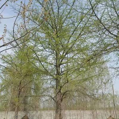 �ԷN�y�Ә䑪ԓ����ʩ�ʣ��y��ʩ�ʼ��g��