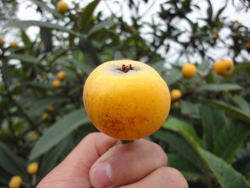 ���ˑ�(y��ng)ԓ����ʩ�ʣ����˵ĿƌW(xu��)ʩ�ʷ�����