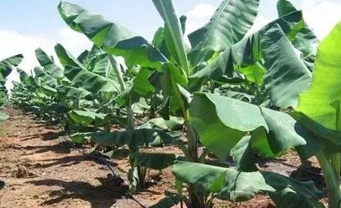 �㽶��ԓ����ʩ�ʣ��㽶ʩ��Ҫ�c��