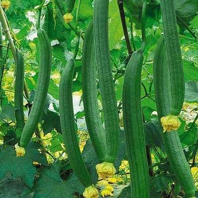 �z�ϑ�ԓ���Ӻ���ʩ�ʣ��z�Ϻ���ʩ�ʼ��g��