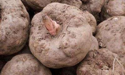 �Nֲħ��(y��ng)ԓ����ʩ�ʣ�ħ���ʩ�ʼ��g(sh��)��