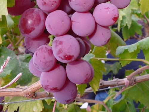 �|̦�؃�(n��i)���Ĺ�Ч�c������ʲô����ԓ���ʹ�ã�