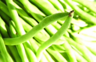 ���㶹��ë������ʩ�ʣ����㶹��ë���߮aʩ��֦�g��