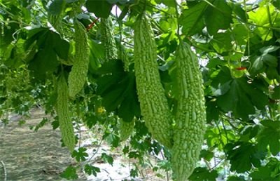 �����ôʩ�ʣ����ʩ��Ҫ�c��