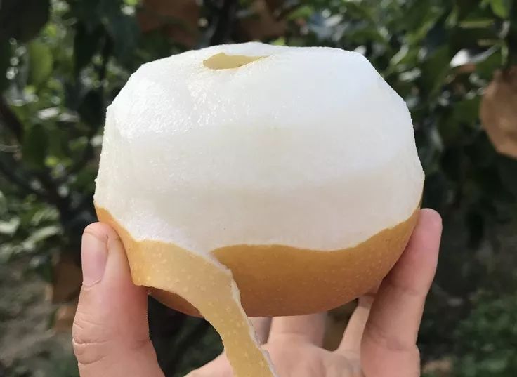 Ҫ�����������B(y��ng)��ץ��ǰ