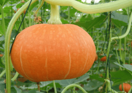 �Ϲ�����ڑ�ԓ����ʩ�ʣ��Ϲ����ѹϷʣ�