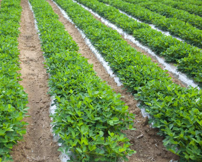 �����Nֲ�r(sh��)�g��ʲô�r(sh��)�򣿻����Nֲ�r(sh��)�ڰ��ţ�