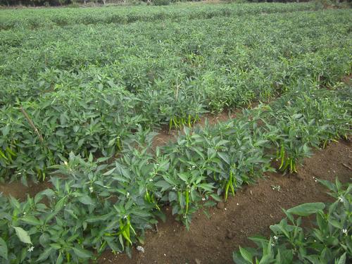 �Nֲ������ԓ���ʩ�ʣ�����ʩ�ʼ��g��ע����헣�