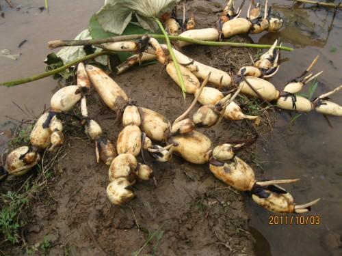 �Nֲɏź��(y��ng)ԓ����ʩ�ʣ���Ҫע��ʲô��