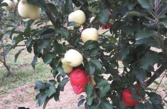 �Nֲ���䑪(y��ng)ԓ���ʩ�ʣ�����ʩ�ʼ��g(sh��)��