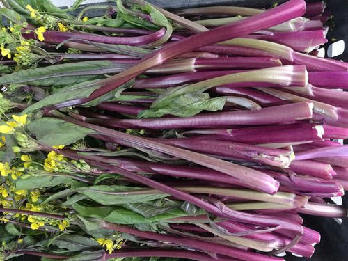 �t��̦��ԓʩ��ʲô���ϣ�ʩ�ʕr��Ҫע��ʲô��