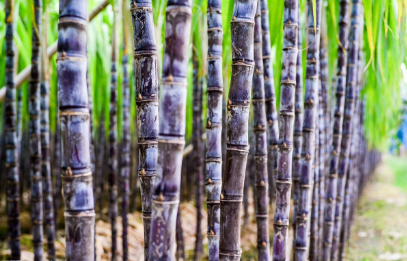 ������Ҫ�L�úÑ�(y��ng)ԓ���ʩ�ʣ�ʩʲô�ʣ�