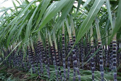 ���ᑪԓ���ʩ�ʣ�����׷�ʼ��g��