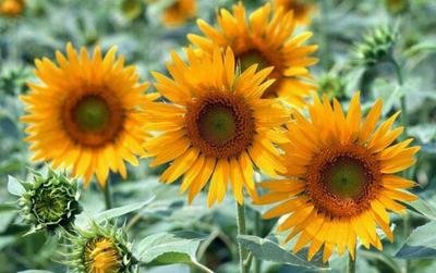 ���տ���ԓ����ʩ�ʣ����տ�ʩ�ʼ��g��