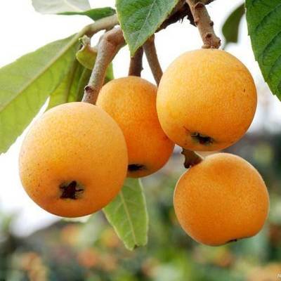 ������Ҫ�߮a(ch��n)��ԓ����ʩ�ʣ����˸߮a(ch��n)ʩ�ʼ��g��