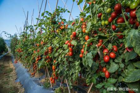 ���t����Ҫ�߮a��ԓ���ʩ�ʣ����t��ʩ�ʼ��g��