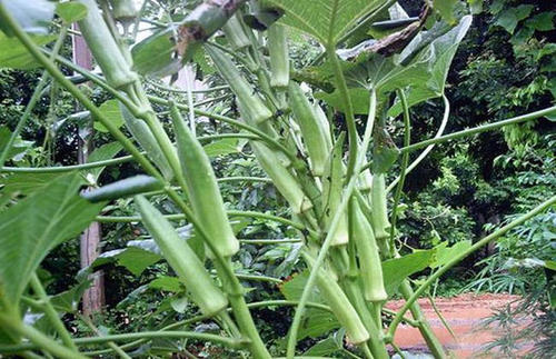 �Nֲ�����(y��ng)ԓ��ʲô�r��ʩ�ʣ���(y��ng)ԓ��ôʩ��