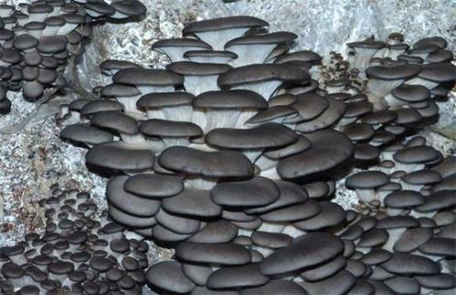 Ģ��ԓ��ηNֲ��Ģ���Nֲ���g��