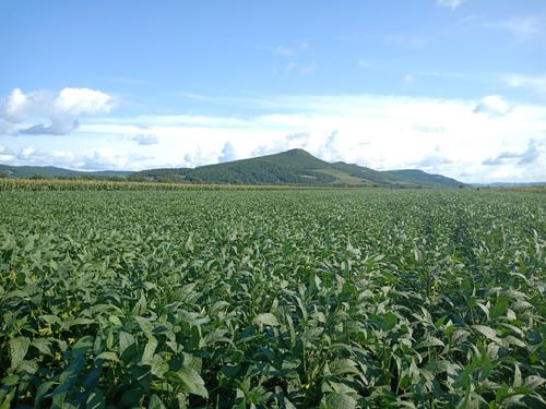 �󶹵����Ҏ����ʲô���Nֲ�󶹑�ԓ���ʩ�ʣ�