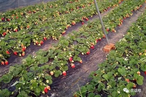 ������ݮ��ԓ���ʩ�õ׷ʣ�ʩ�ʕr��Ҫע��ʲô��