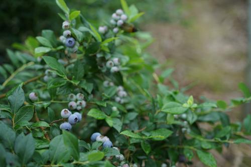 �{ݮȱ�ض���ʲô���F(xi��n)����(y��ng)ԓ��η��Σ�