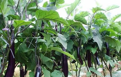 �Nֲ���ӑ�ԓ��ʲô�r��ʩ��������ʩ�ʼ��g��