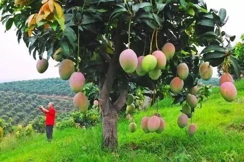 â�������������ʲô���Nֲâ����(y��ng)ԓ���ʩ�ʣ�