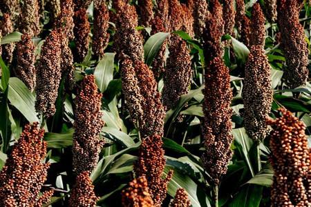 ������������c(di��n)��ʲô��ʩ�ʼ��g(sh��)��ʲô��